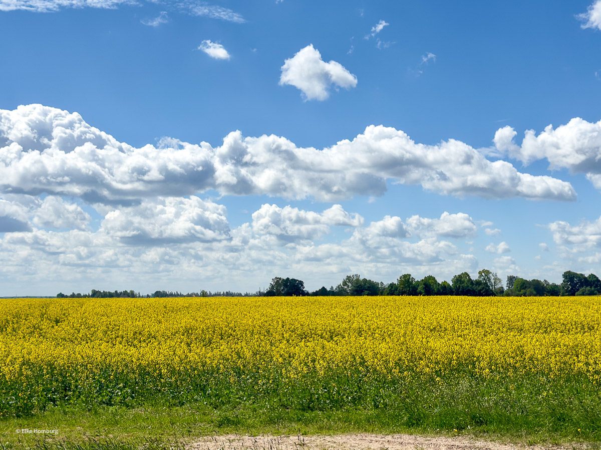 blühendes Rapsfeld