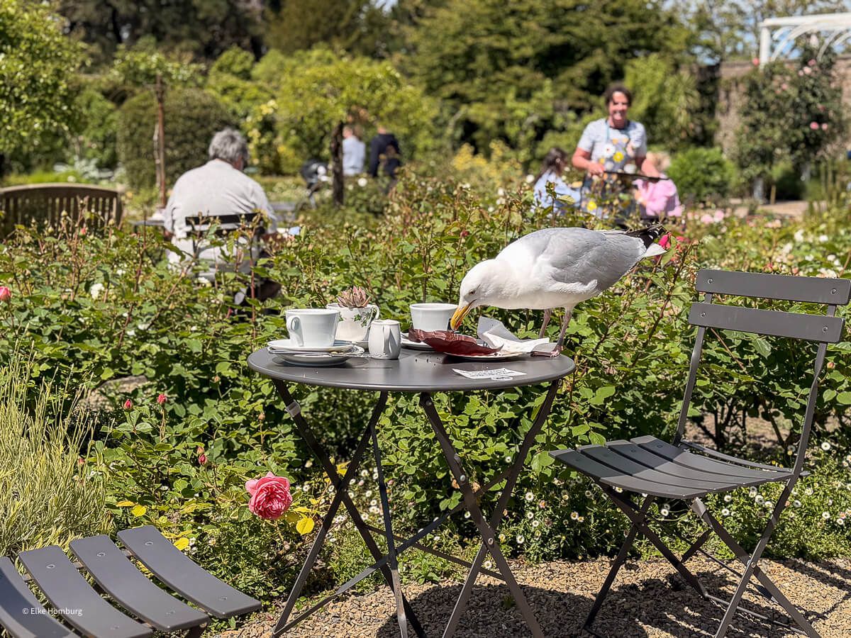 Möwe plündert Tisch mit Essen im Garten