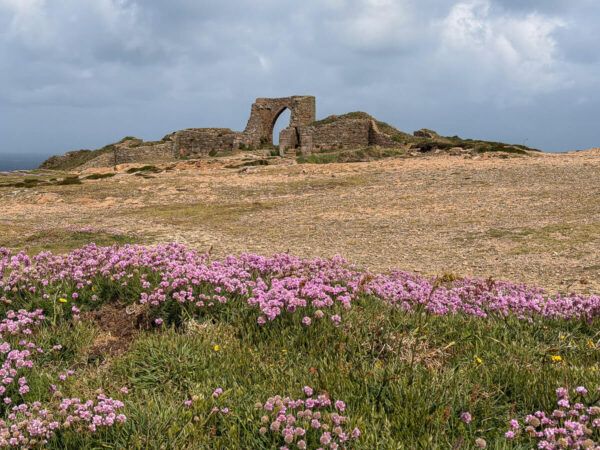 Bartnelken am Meer, im Hintergrund ein Tor der Burgruine