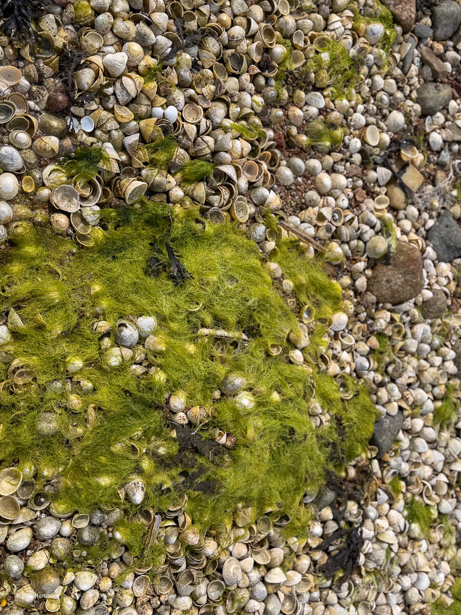 Ansammlung von Muscheln und Algen