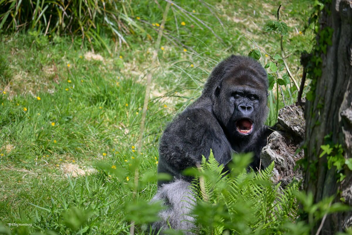 Gorilla