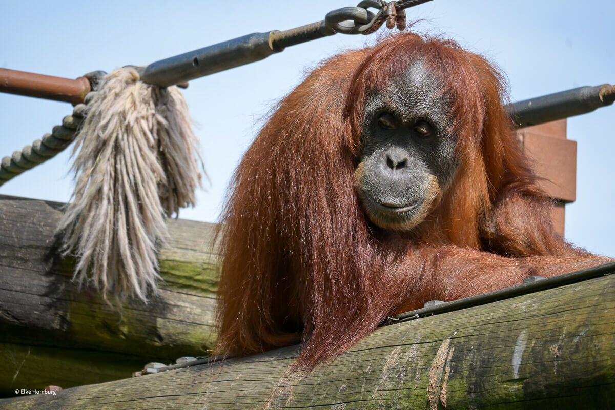 Orang Utan