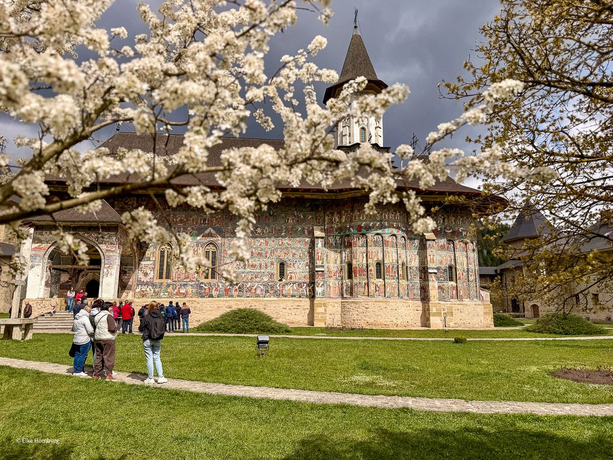 Faszinierende Bilderbibeln: Klöster in der Bukowina 28 Kloster Sucevita mit Bemalung, Besuchern und Kirschzweig im Vordergrund