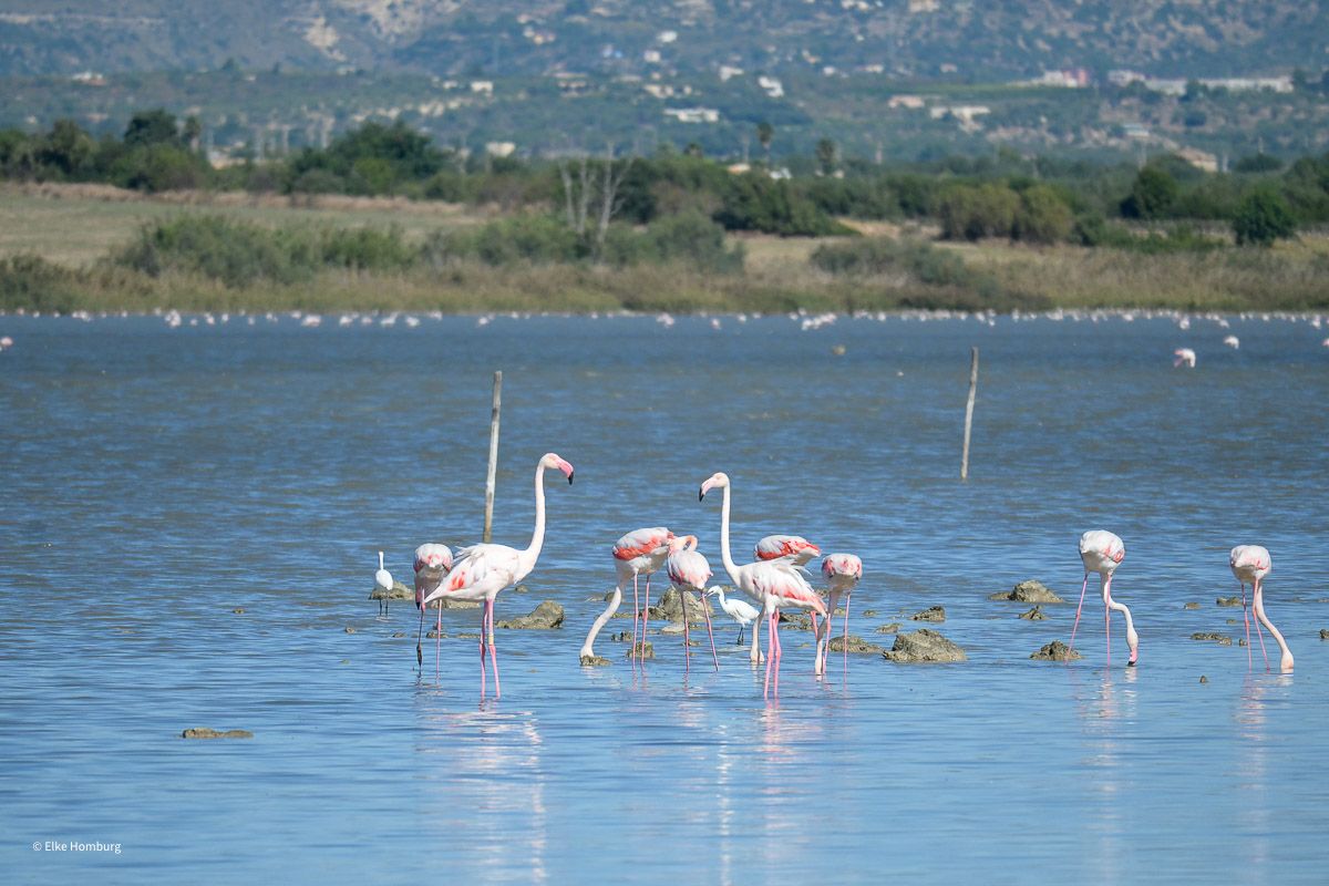 Sehenswürdigkeiten Sizilien: Meine Top 16 auf der Sonneninsel im Mittelmeer 73 Flamingos in einem Teich