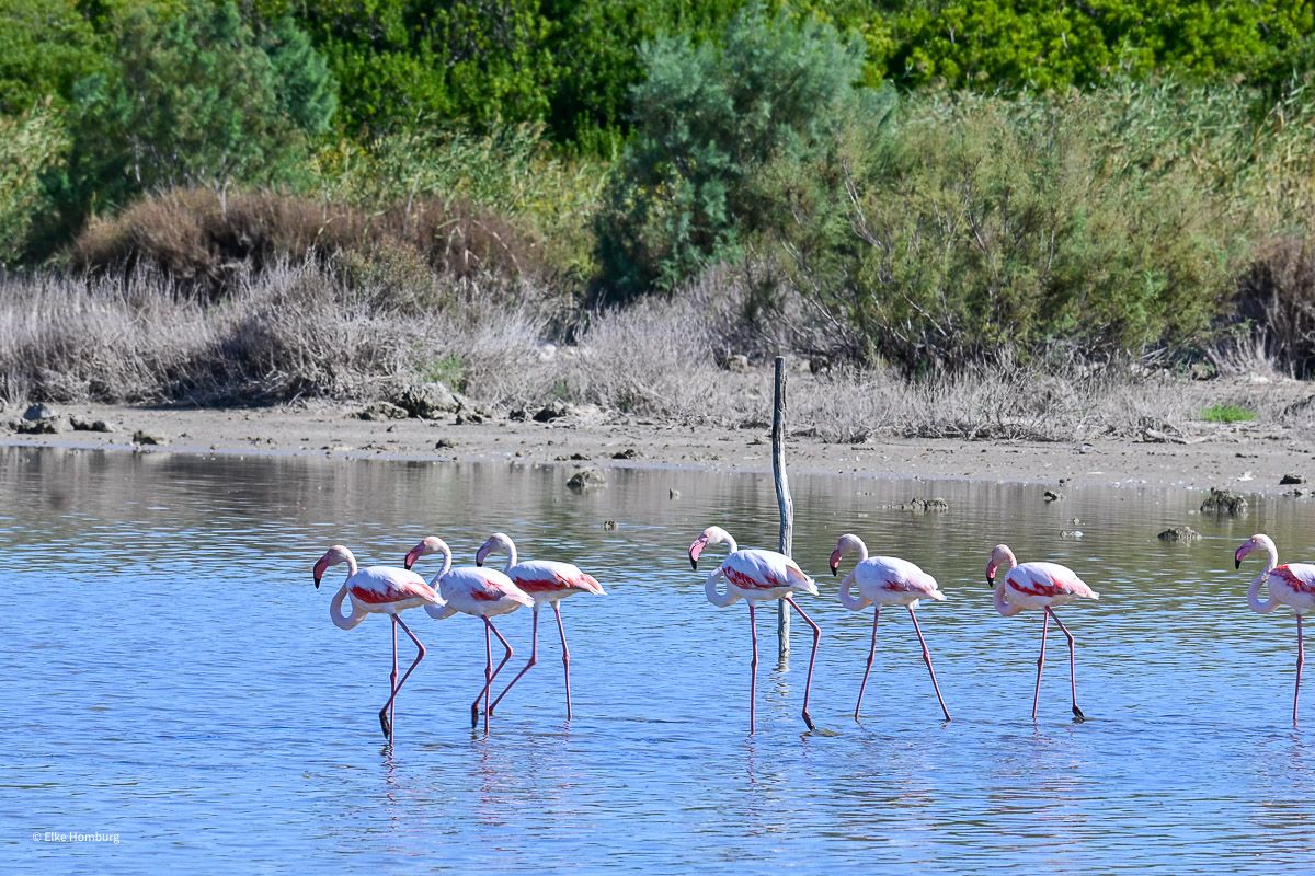 Sehenswürdigkeiten Sizilien: Meine Top 16 auf der Sonneninsel im Mittelmeer 72 Flamingos in einem Teich