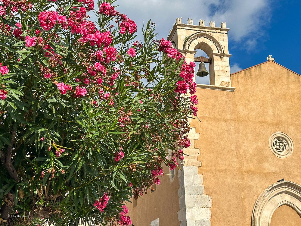 Ockerfarbene Kirche neben Oleanderbusch